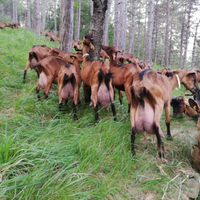 Capra Camosciata delle Alpi