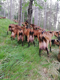 Capra Camosciata delle Alpi