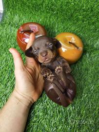 Bassotto Pedigree ENCI cuccioli cioccolato choco