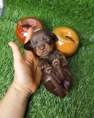 Bassotto Pedigree ENCI cuccioli cioccolato choco