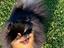 Immagine 6