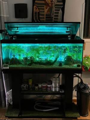 Acquario