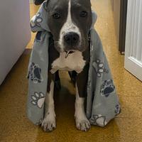 Cucciolo Amstaff Blu