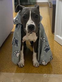 Cucciolo Amstaff Blu