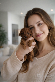 Cuccioli di Barboncino Toy e mini toy