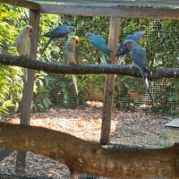 Parrochetti dal collare