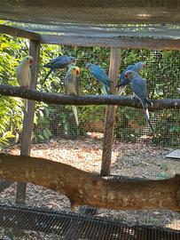 Parrochetti dal collare