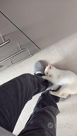 Gatta bianca 6 mesi