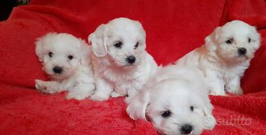 Maltese cuccioli
