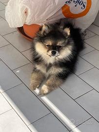 Spitz di Pomerania