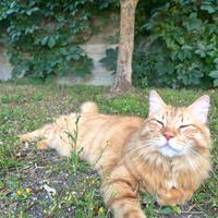 Ho 8 anni, sono sterilizzato