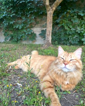 Ho 8 anni, sono sterilizzato