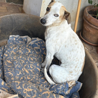 Cucciolona in adozione