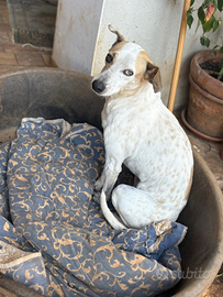 Cucciolona in adozione