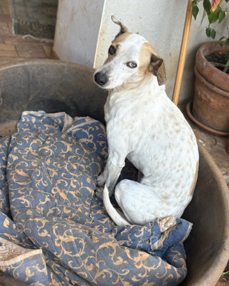 Cucciolona in adozione