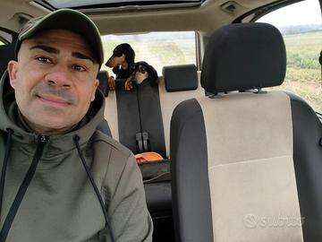 Cane da caccia segugio italiano