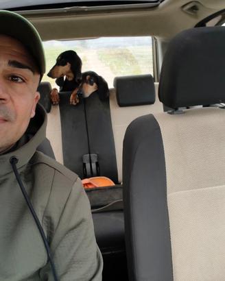 Cane da caccia segugio italiano