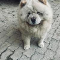 Chow chow