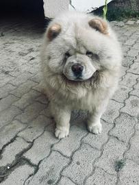 Chow chow