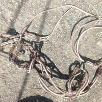 Morso con briglia da carrettiere