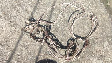 Morso con briglia da carrettiere