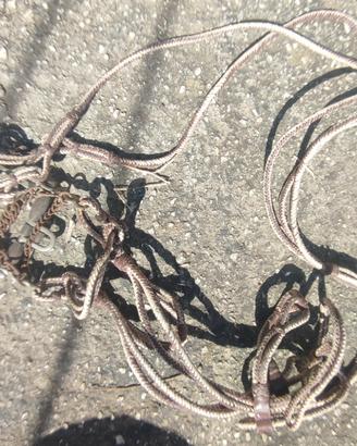 Morso con briglia da carrettiere