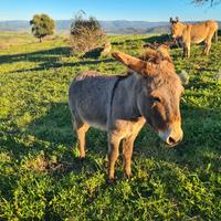 Asino maschio razza sarda