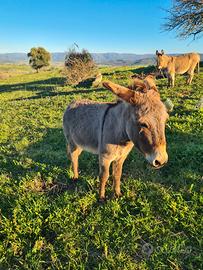 Asino maschio razza sarda