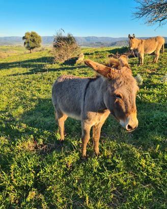 Asino maschio razza sarda