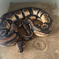 Pitone reale orange dream het desert ghost pied