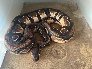 Pitone reale orange dream het desert ghost pied