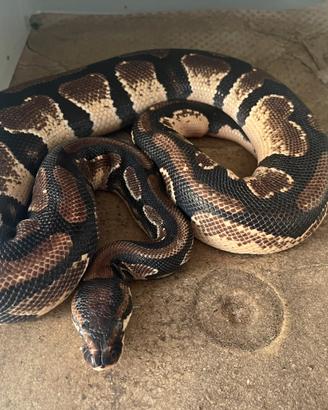 Pitone reale orange dream het desert ghost pied