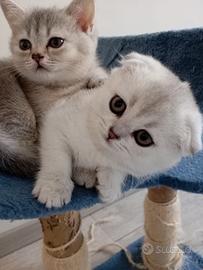 Scottish fold Silver Lilac