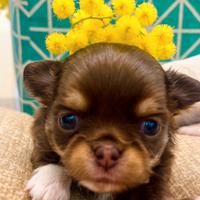 Cucciola Chihuahua Cioccolato T color Pedigree