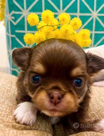 Cucciola Chihuahua Cioccolato T color Pedigree