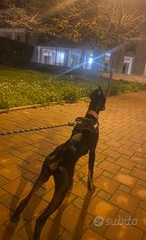 Dobermann