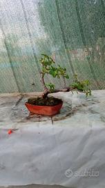 mini bonsai di portulacaria afra 