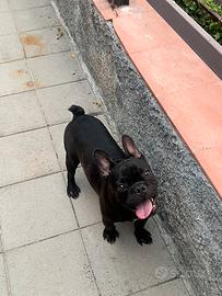 Buldog francese