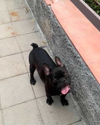 Buldog francese