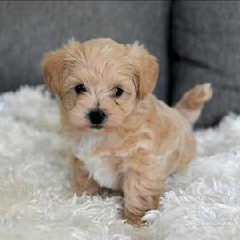 Maltipoo