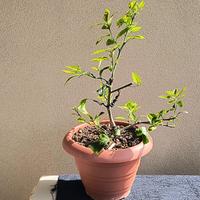 Pre bonsai di limone