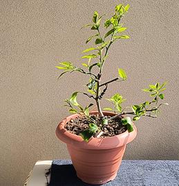 Pre bonsai di limone