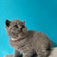 Cuccioli British Shorthair