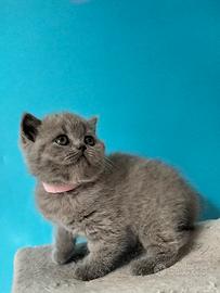Cuccioli British Shorthair