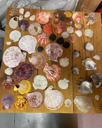 Collezione di numerosissime conchiglie
