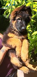 Pastore tedesco cuccioli