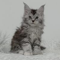 Maine Coon cuccioli con pedigree