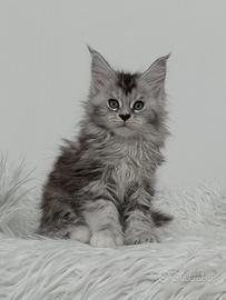 Maine Coon cuccioli con pedigree