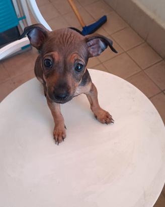  Pinscher toy  originale