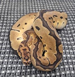 Pitone reale / python regius